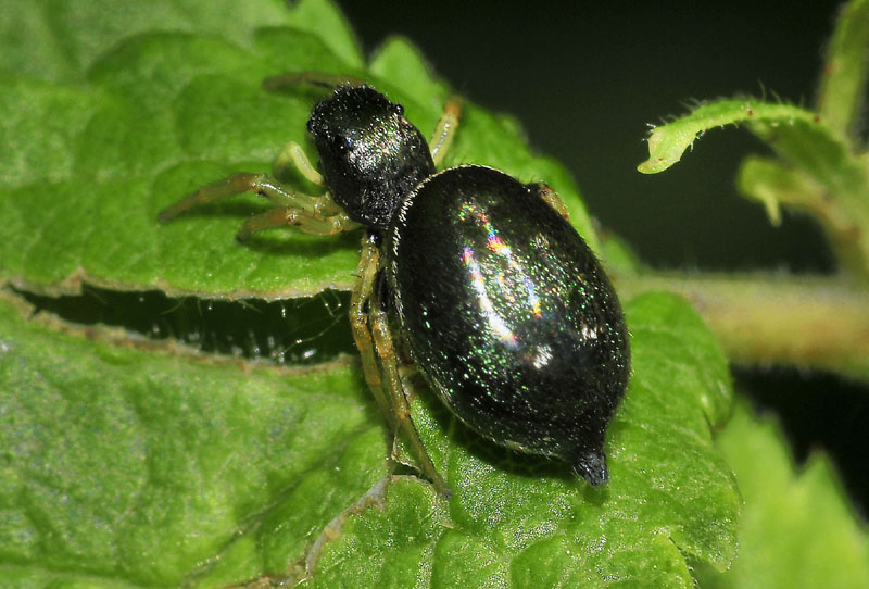 Heliophanus sp. - Manzolino (MO)